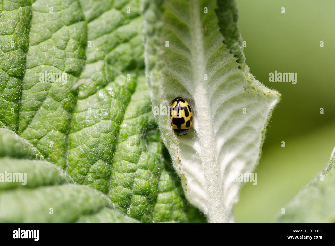 Gelb und Schwarz Marienkäfer (Propylea quatuordecimpunctata) auf einem Blatt Stockfoto