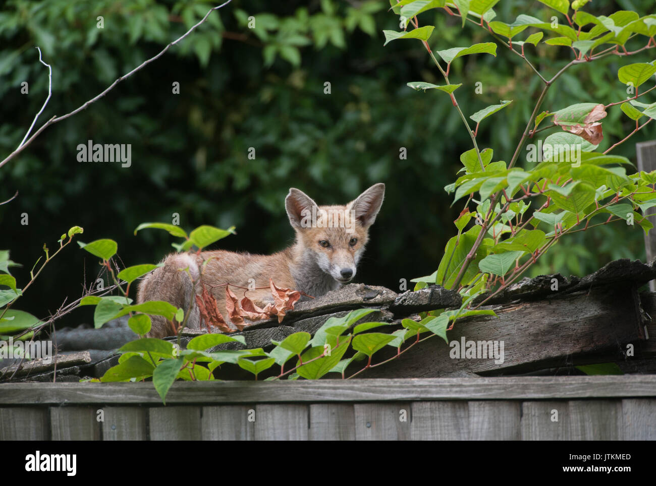 Red Fox Cub, Vulpes vulpes, in einem Garten, London, Vereinigtes Königreich Stockfoto