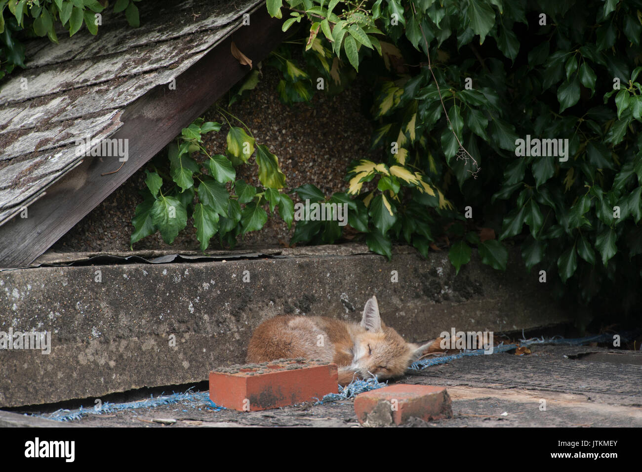 Red Fox Cub, Vulpes vulpes, in einem Garten, London, Vereinigtes Königreich Stockfoto