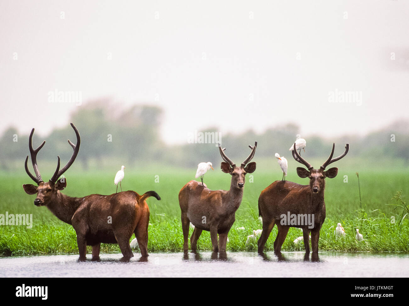 Männliche Sambar Hirsche, Rusa unicolor, in Feuchtgebiet Lebensraum, Keoladeo Ghana National Park, Bharatpur, Rajasthan, Indien Stockfoto