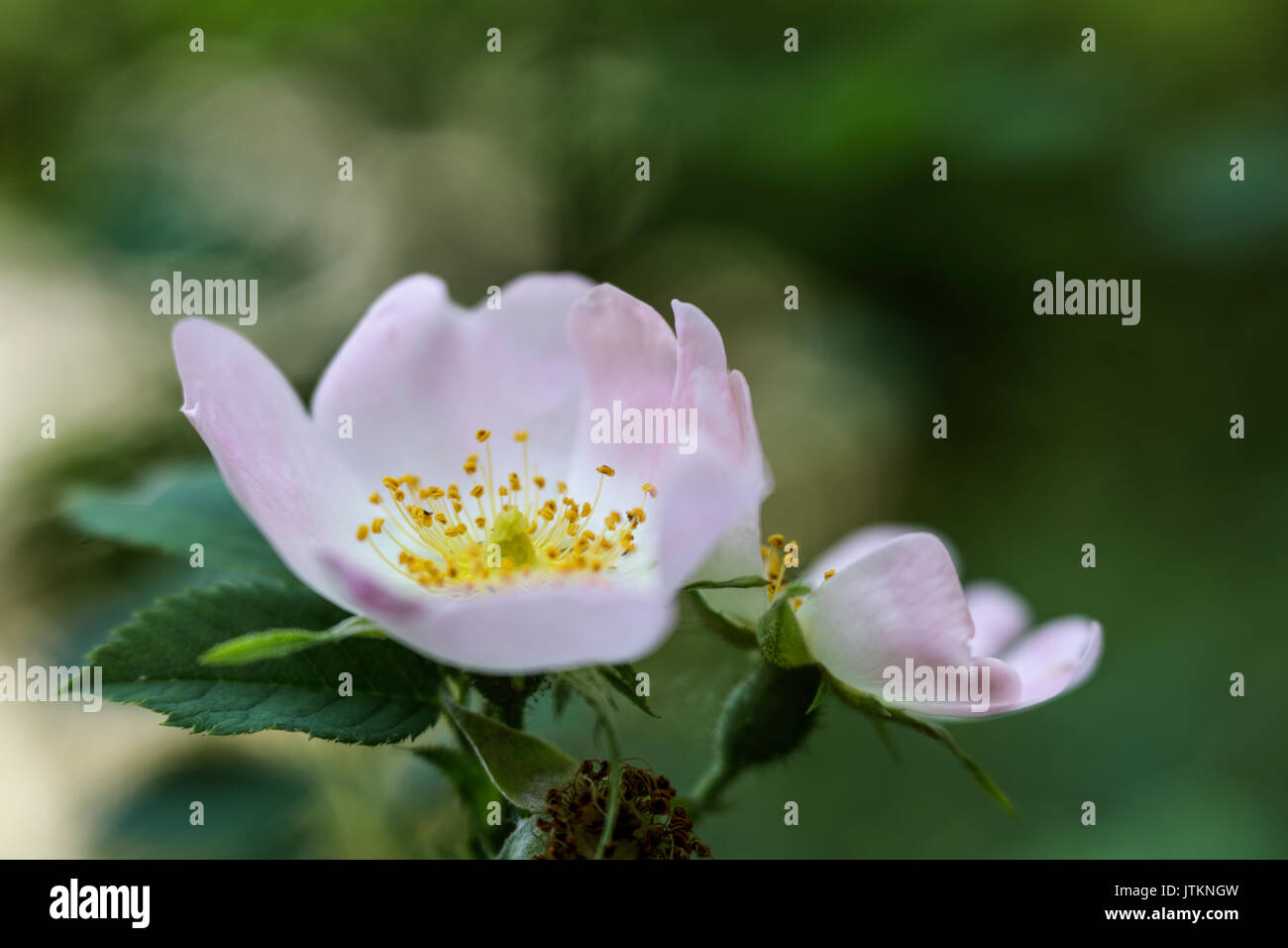 Nahaufnahme von Crab Apple Blossom (Malus sylvestris) Blumen auf einem Baum im Wald Stockfoto