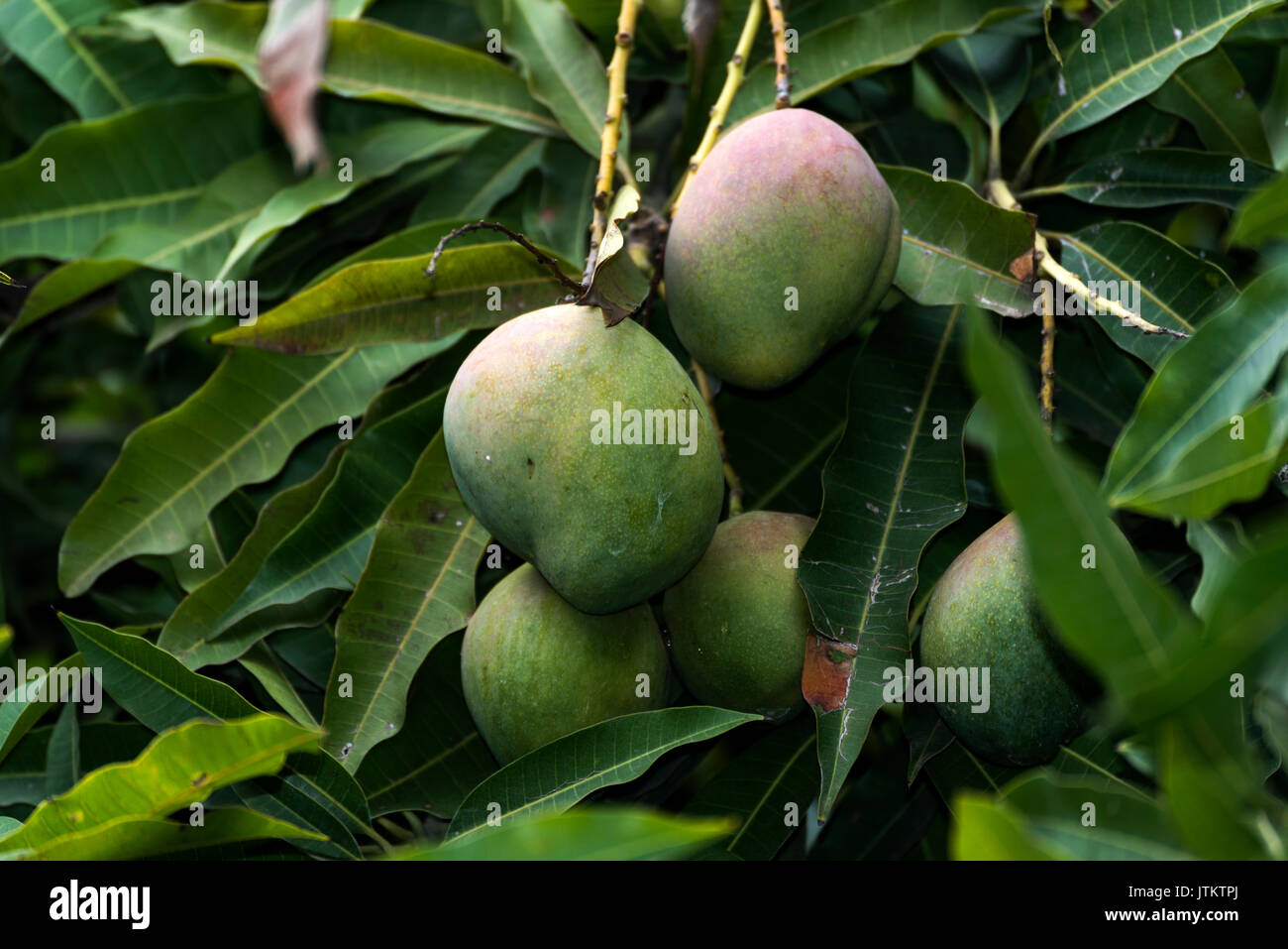 Bündel von Grün und Gelb reife Mango auf Baum in Addis Abeba, Äthiopien Stockfoto