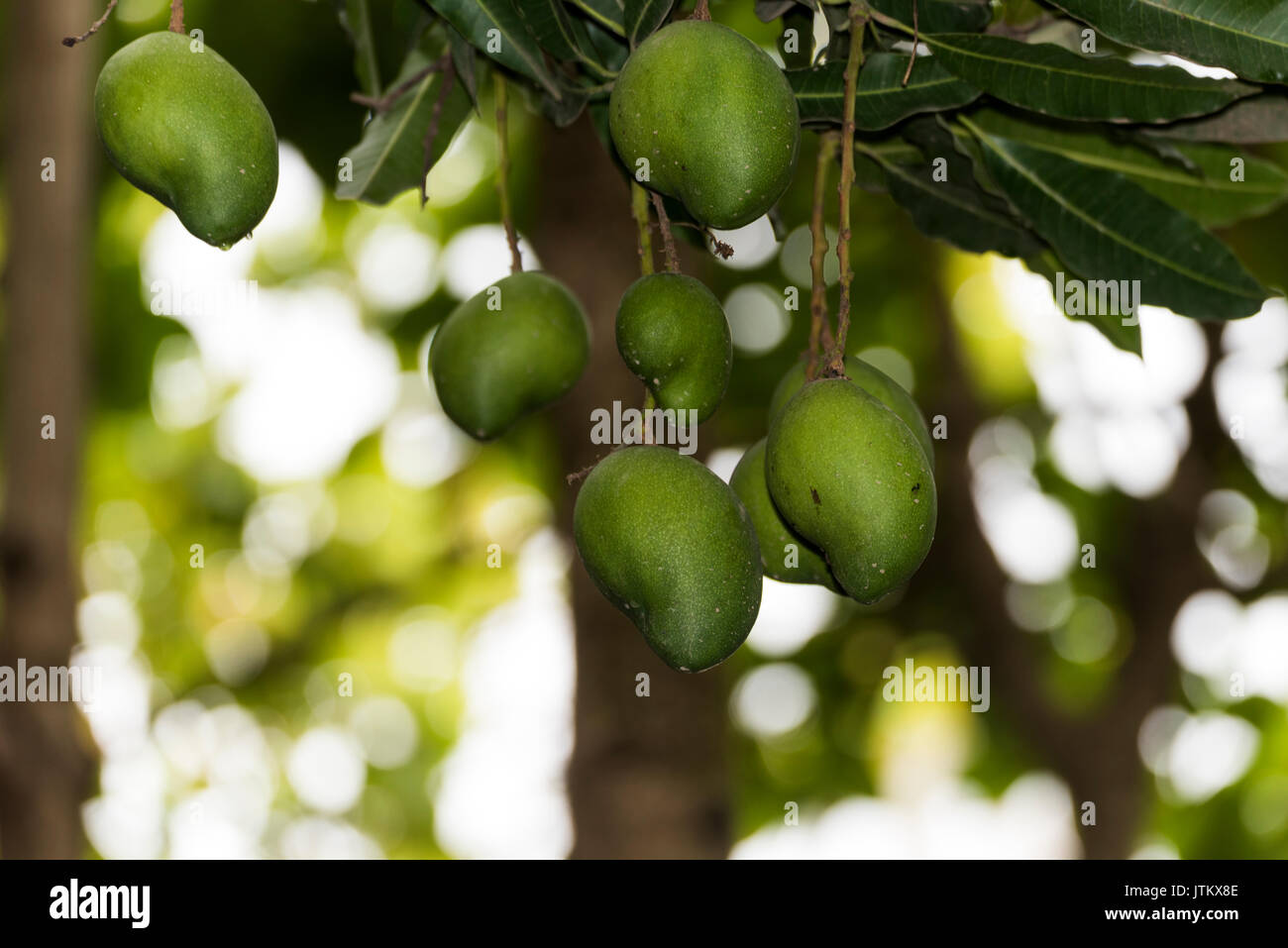 Bündel von Grün und Gelb reife Mango auf Baum in Addis Abeba, Äthiopien Stockfoto
