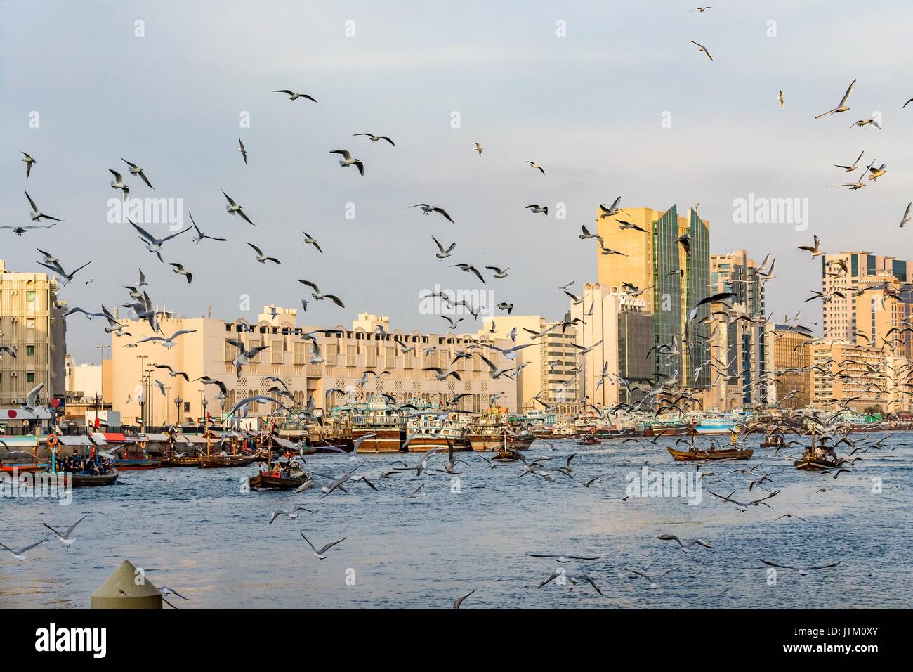 Blick auf den Dubai Creek mit vielen Möwen und abra Boote bei Sonnenuntergang, Vereinigte Arabische Emirate, VAE Stockfoto