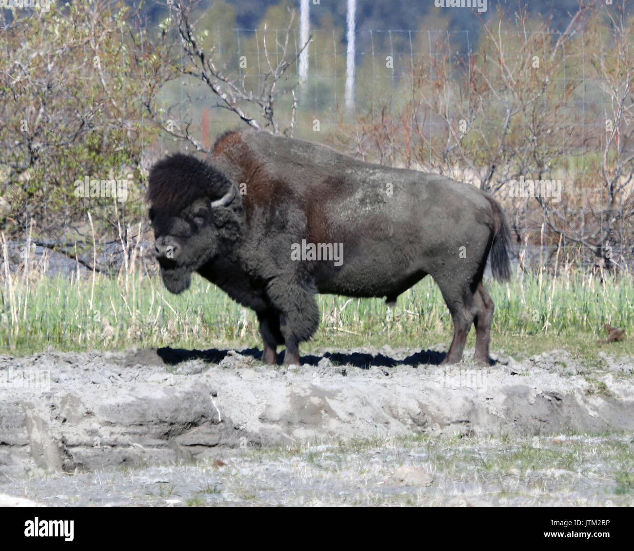 Bison in der Alaska Wildlife Conservation Centre Stockfoto