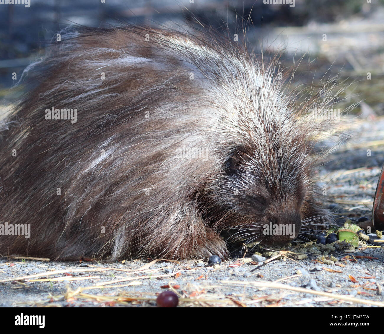 Snickers der berühmten Stachelschwein in Alaska Wildlife Conservation Centre in Portage, Alaska Stockfoto