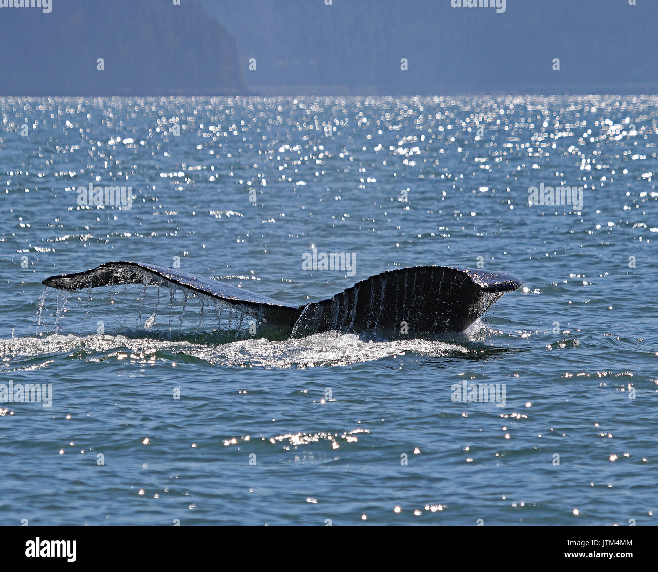 Buckelwal Schwanz, wie es Tauchgänge in kalten Gewässern Alaskas Stockfoto