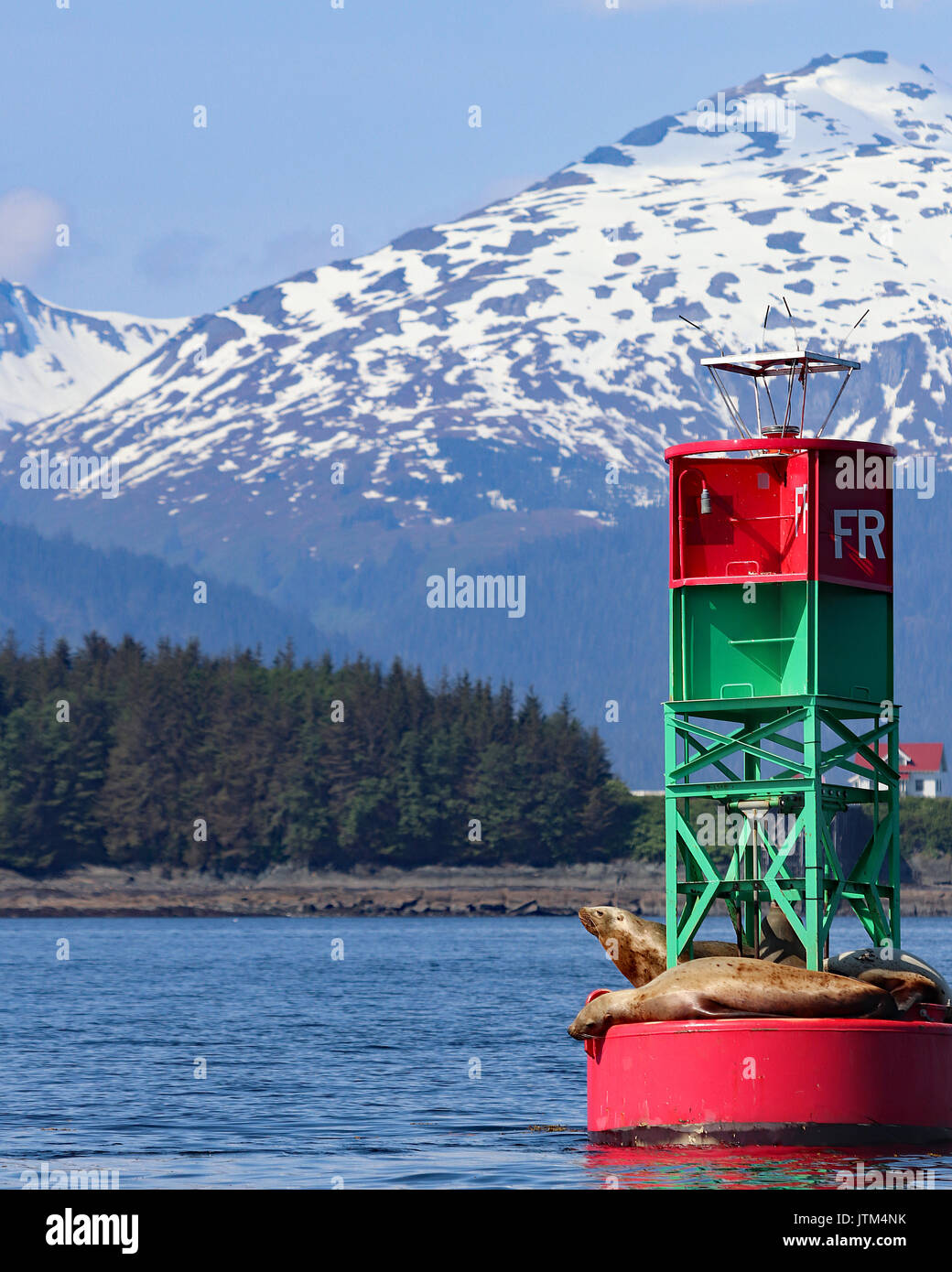 Seelöwen auf bunten Boje in Junea Alaska mit Bergen Stockfoto