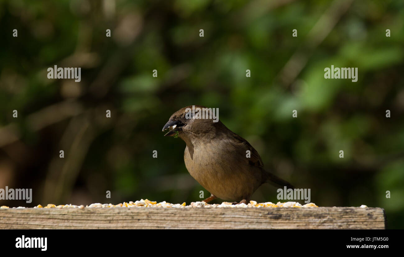 Weibliche Housesparrow. Passer domesticus. Auf die Fütterung Plattform. Großbritannien Stockfoto