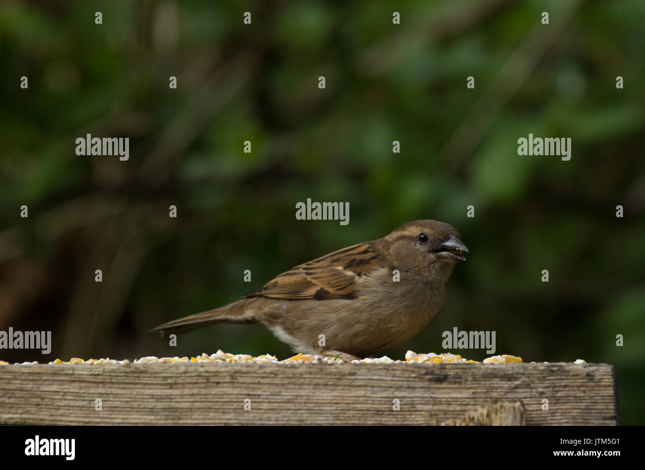 Weibliche Housesparrow. Passer domesticus. Auf die Fütterung Plattform. Großbritannien Stockfoto