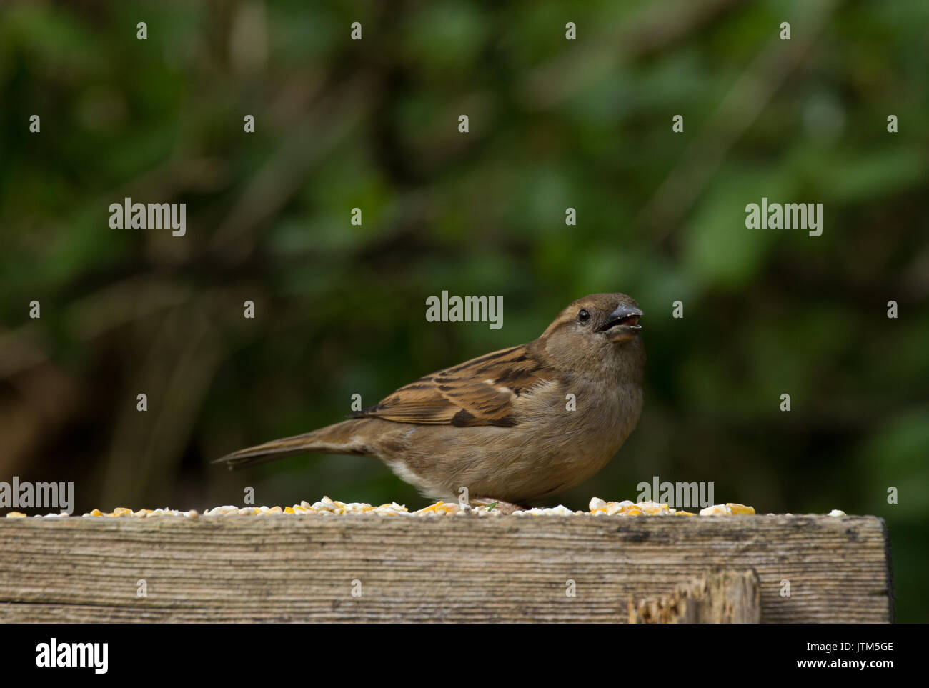 Weibliche Housesparrow. Passer domesticus. Auf die Fütterung Plattform. Großbritannien Stockfoto