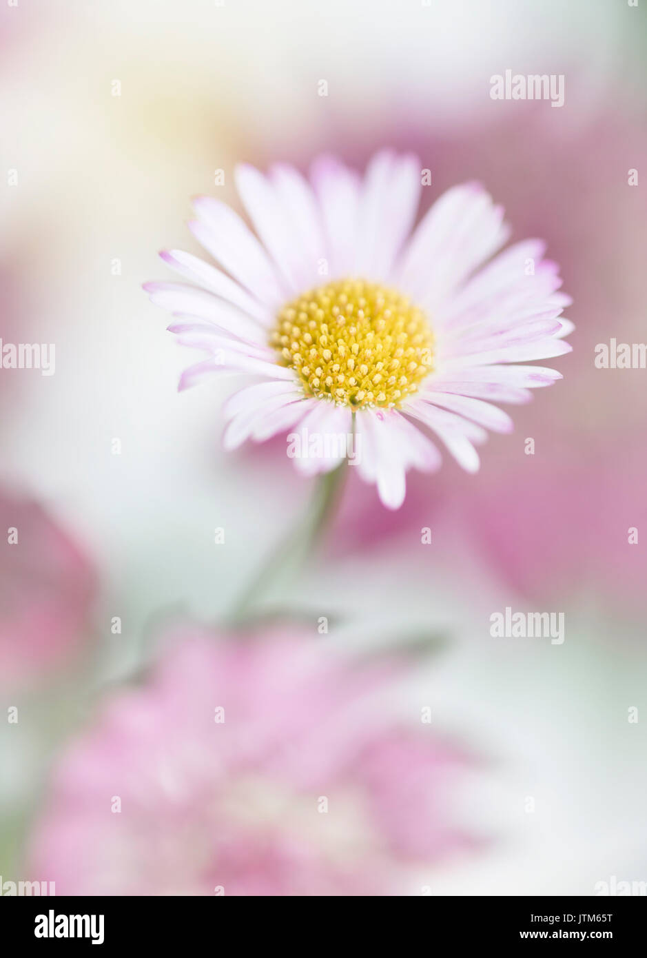 Erigeron Karvinskianus - mexikanische Berufkraut Stockfoto