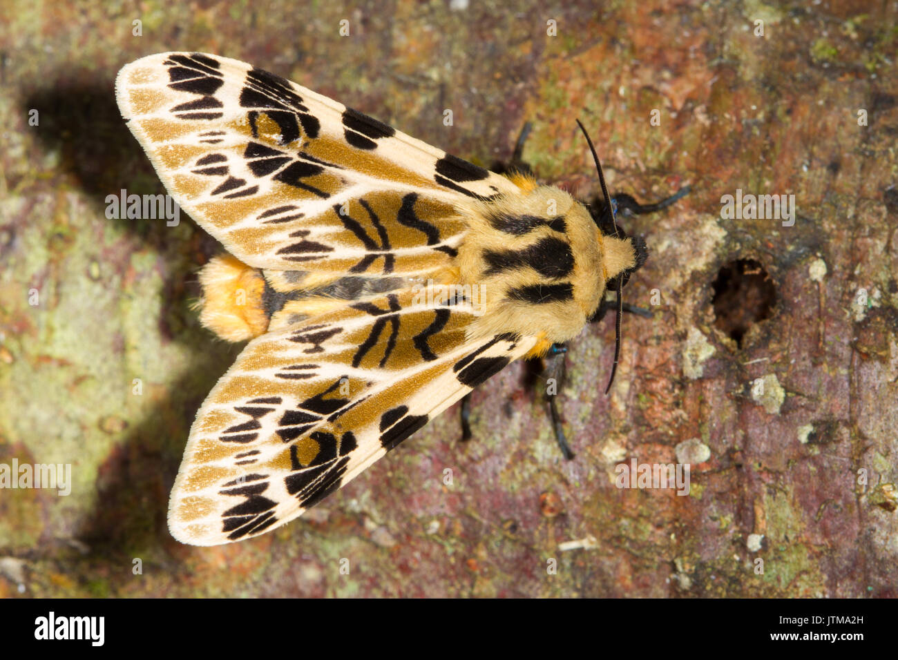 Eine Südamerikanische Tiger Moth in Ecuador (Hypercompe sp.) Stockfoto