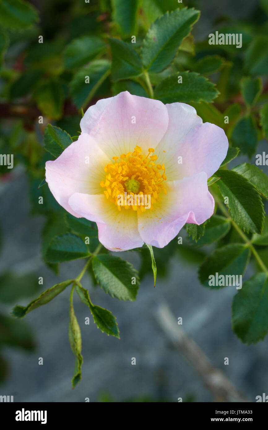Heckenrose (Rosa Canina) Blüte Stockfoto