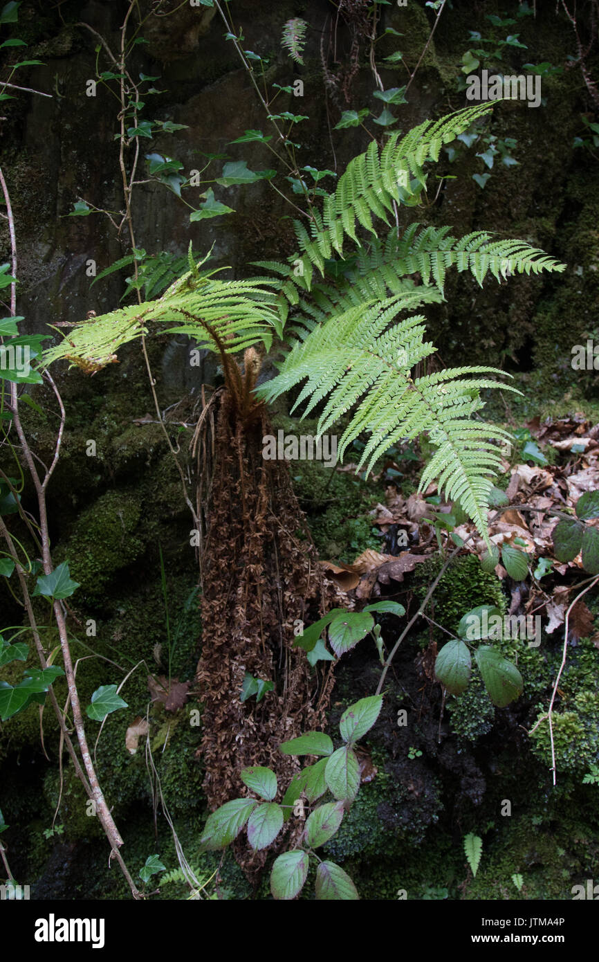 Schuppige Männlich - Farne (Dryopteris affinis) Stockfoto