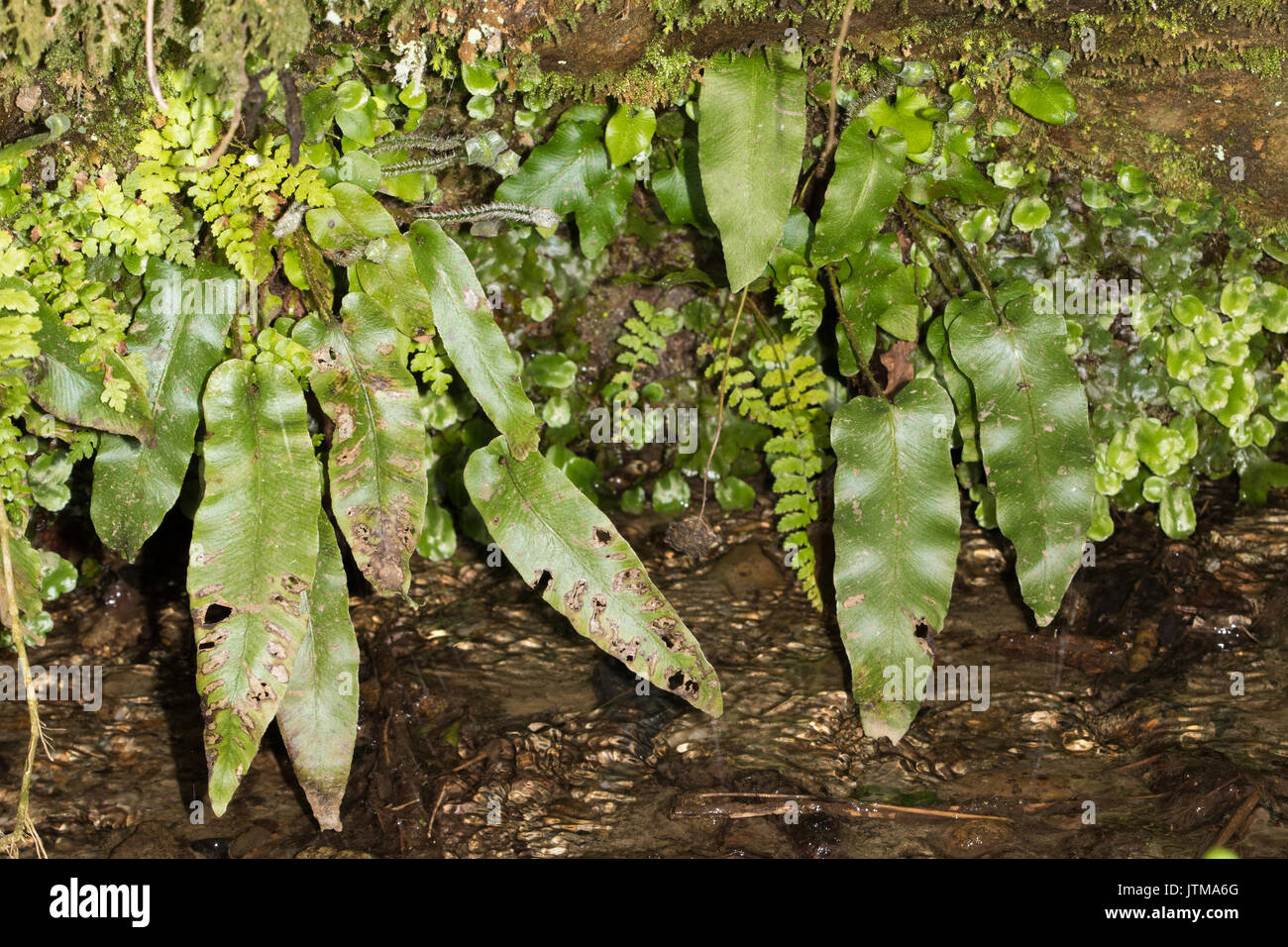 Harts (Phyllitis scolopendrium-Zunge) Stockfoto
