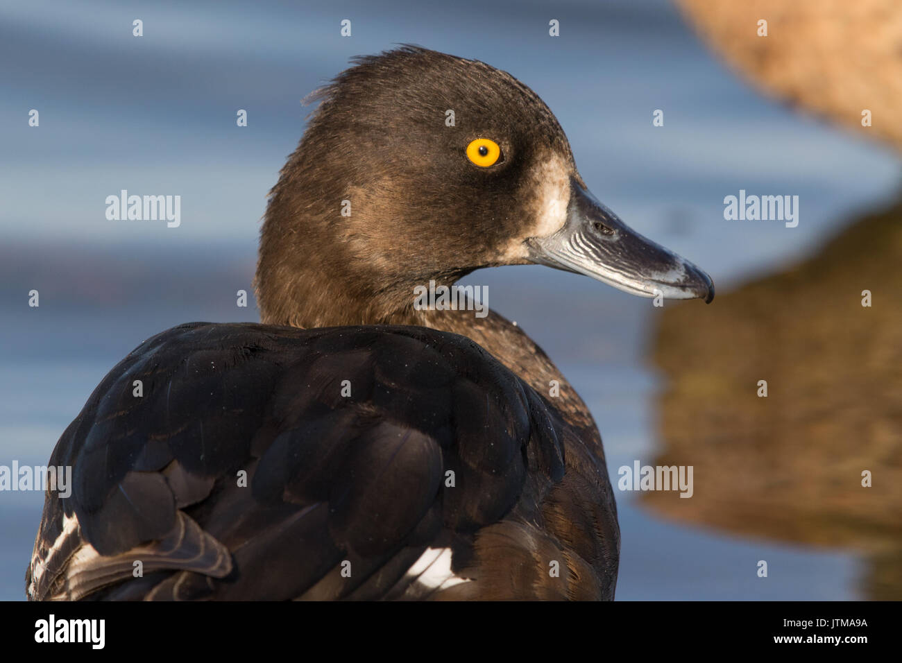 Weibliche Reiherente (Aythya fuligula) Stockfoto