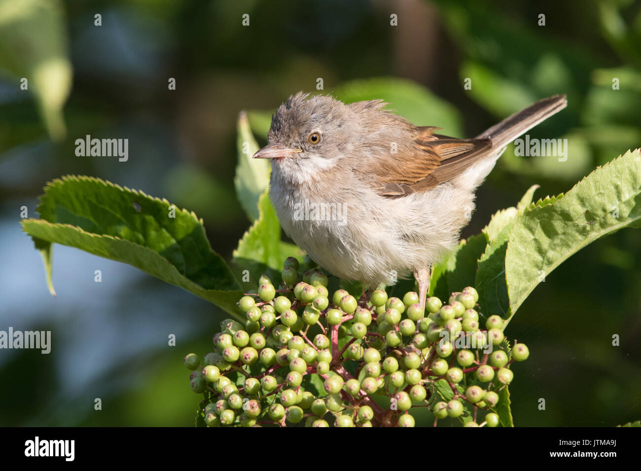 Männliche Common Whitethroat (Sylvia communis) auf ein Elder bush (Sambucus nigra) Stockfoto