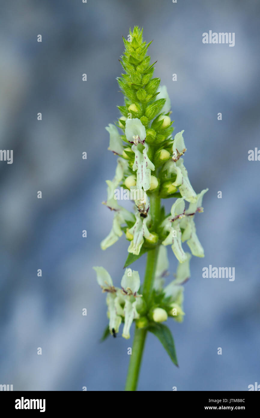 Mehrjährig Gelb Woundwort (Stacys recta) Blumen Stockfoto