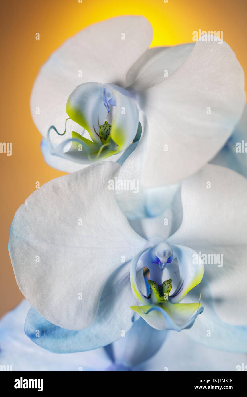 Paar weiße Orchidee Blüten mit gelben und orangen Hintergrund Stockfoto