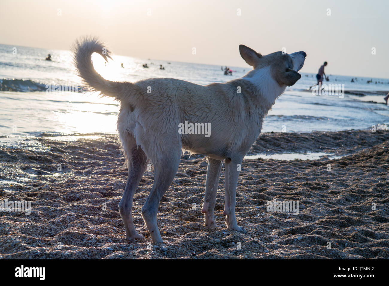 Foto von einem Hund in den Strahlen der untergehenden Sonne, der am Ufer des Meeres Stockfoto