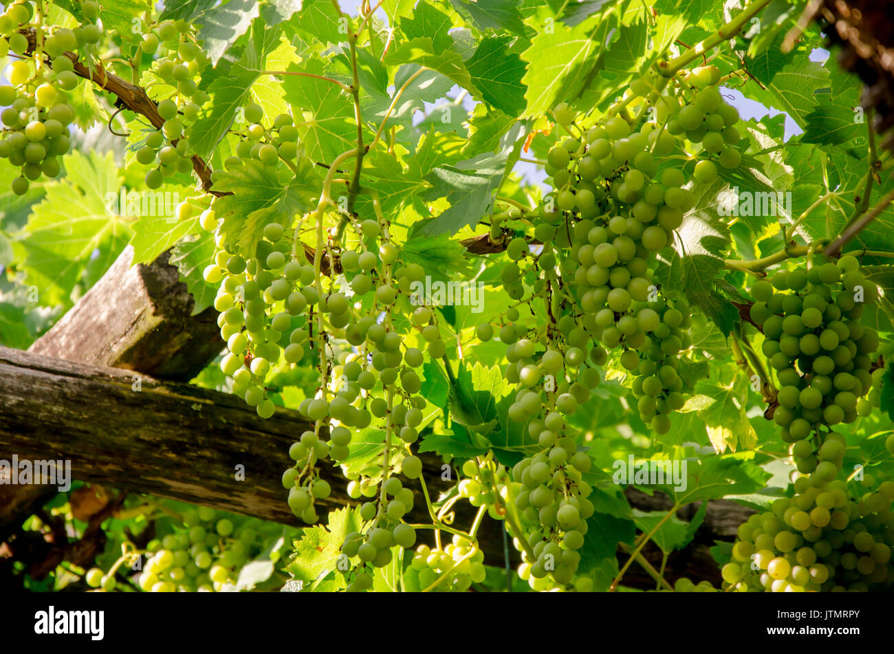 Trauben in Vieyard, fruchtigen Hintergrund closeup Stockfoto