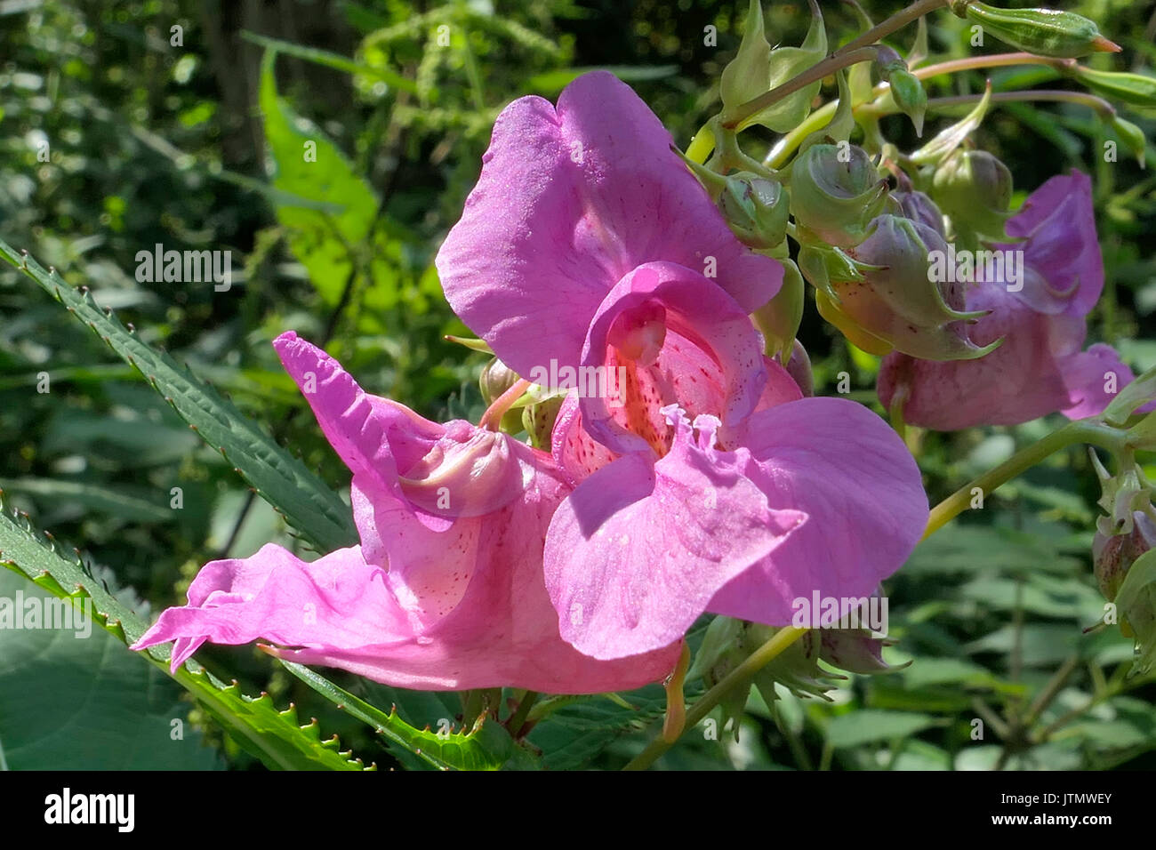 Blüte der Himalayan Balsam (Impatiens glandulifera), Bayern, Deutschland, Europa Stockfoto