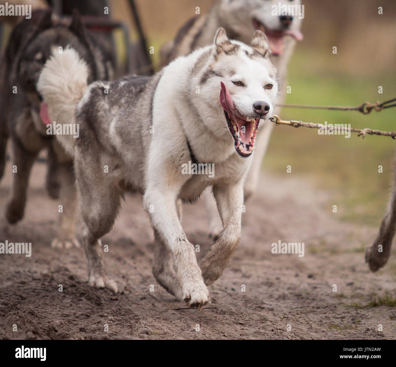 Siberian Husky Stockfoto