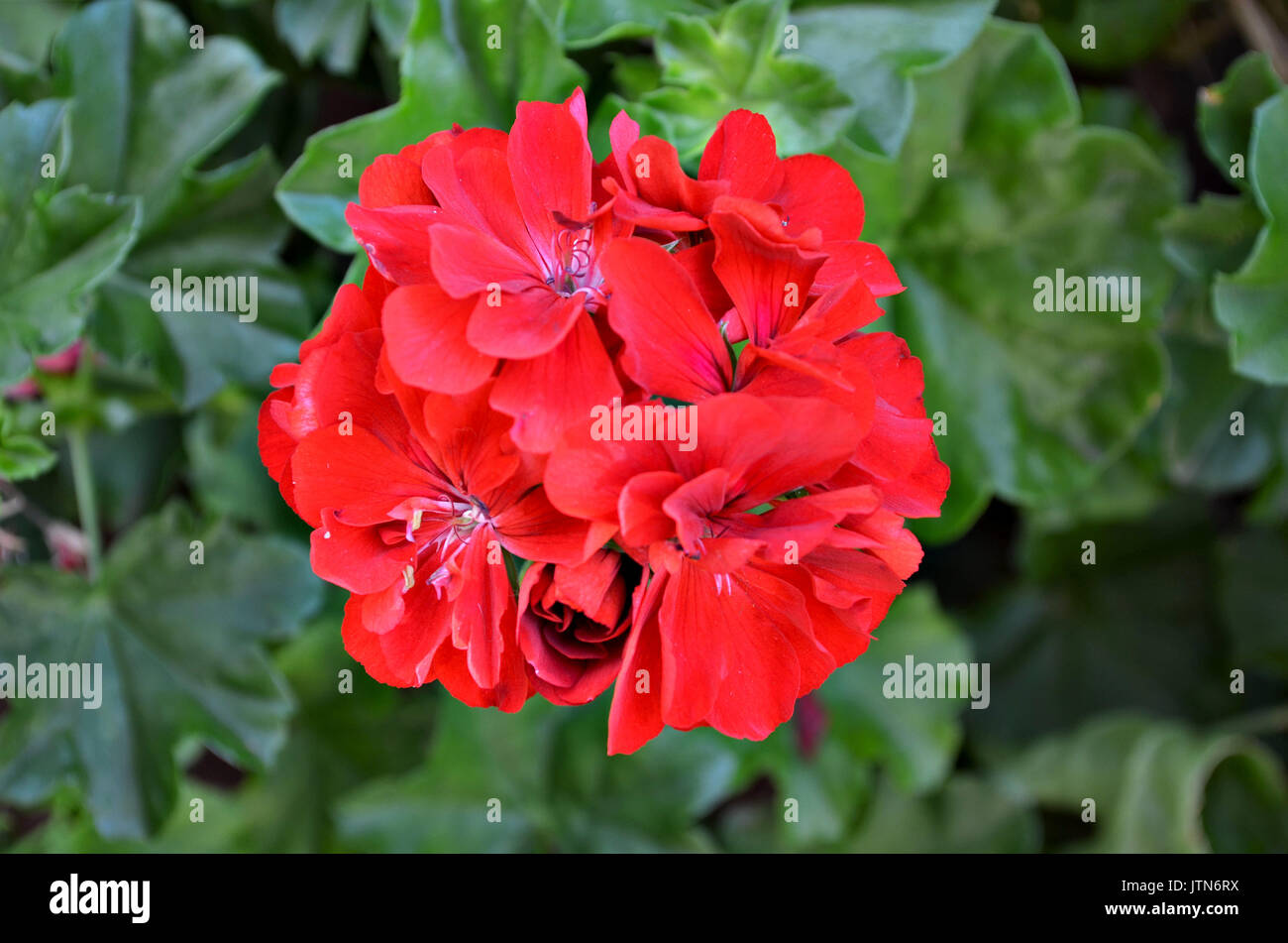 Schöne rote Blumen im Garten an einem schönen sonnigen Tag in Minas Gerais, Brasilien. Stockfoto