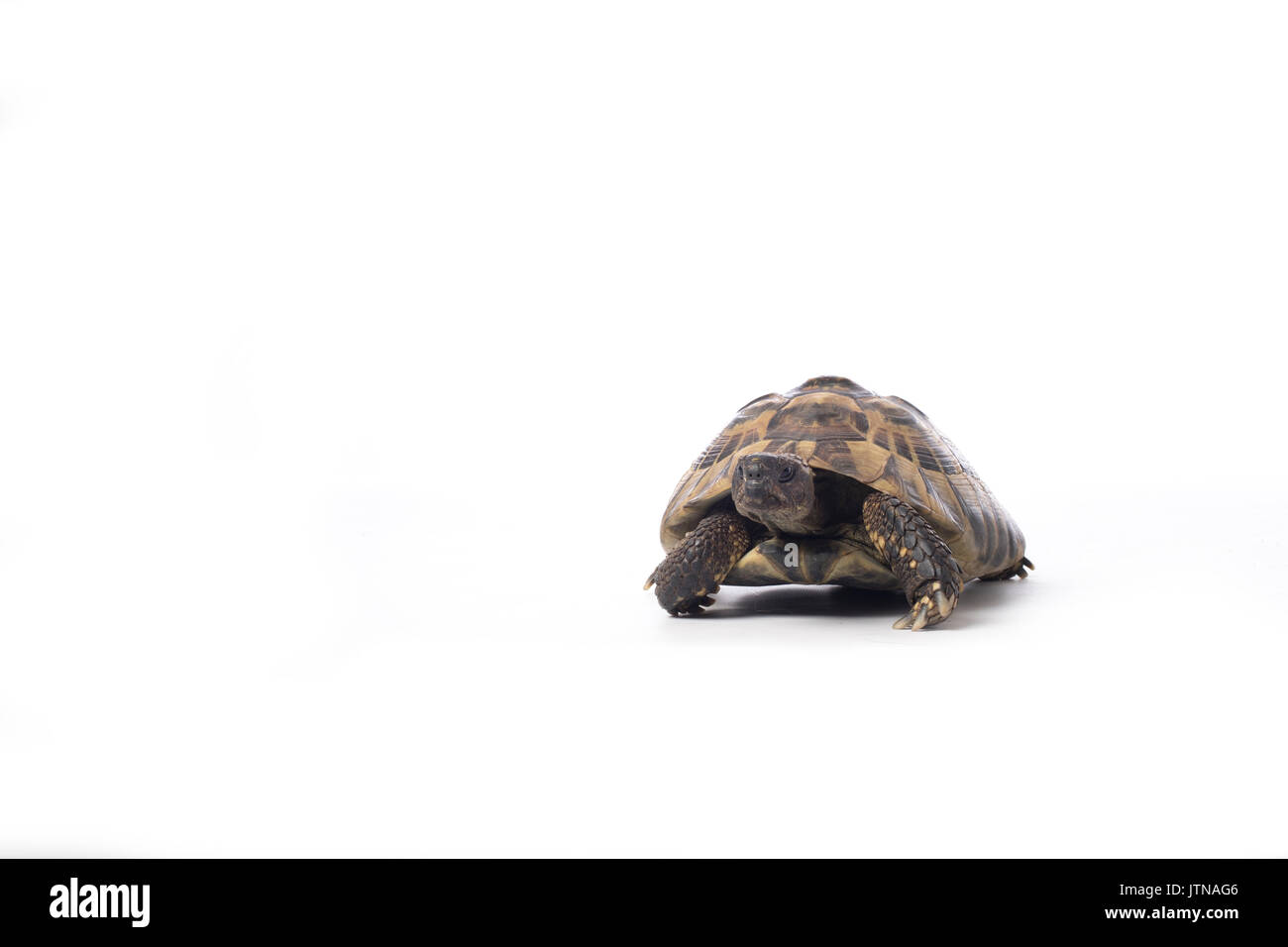 Griechische Landschildkröte, Testudo hermanni, weiß studio Hintergrund Stockfoto