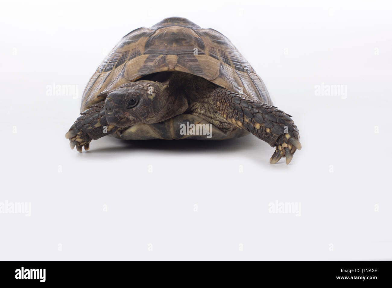 Griechische Schildkröte Testudo Hermanni, weiße Studio-Hintergrund Stockfoto