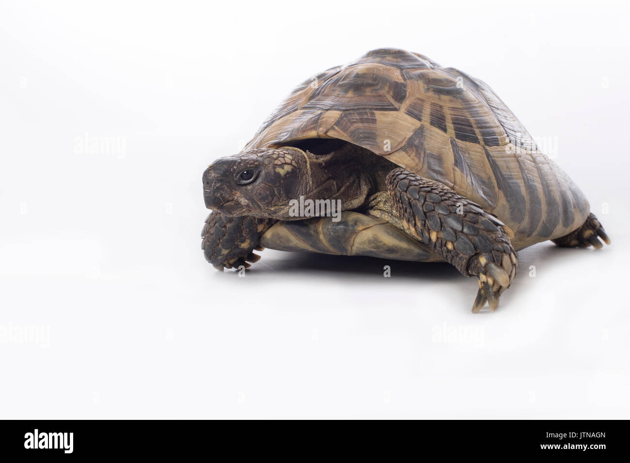 Griechische Schildkröte Testudo Hermanni, weiße Studio-Hintergrund Stockfoto