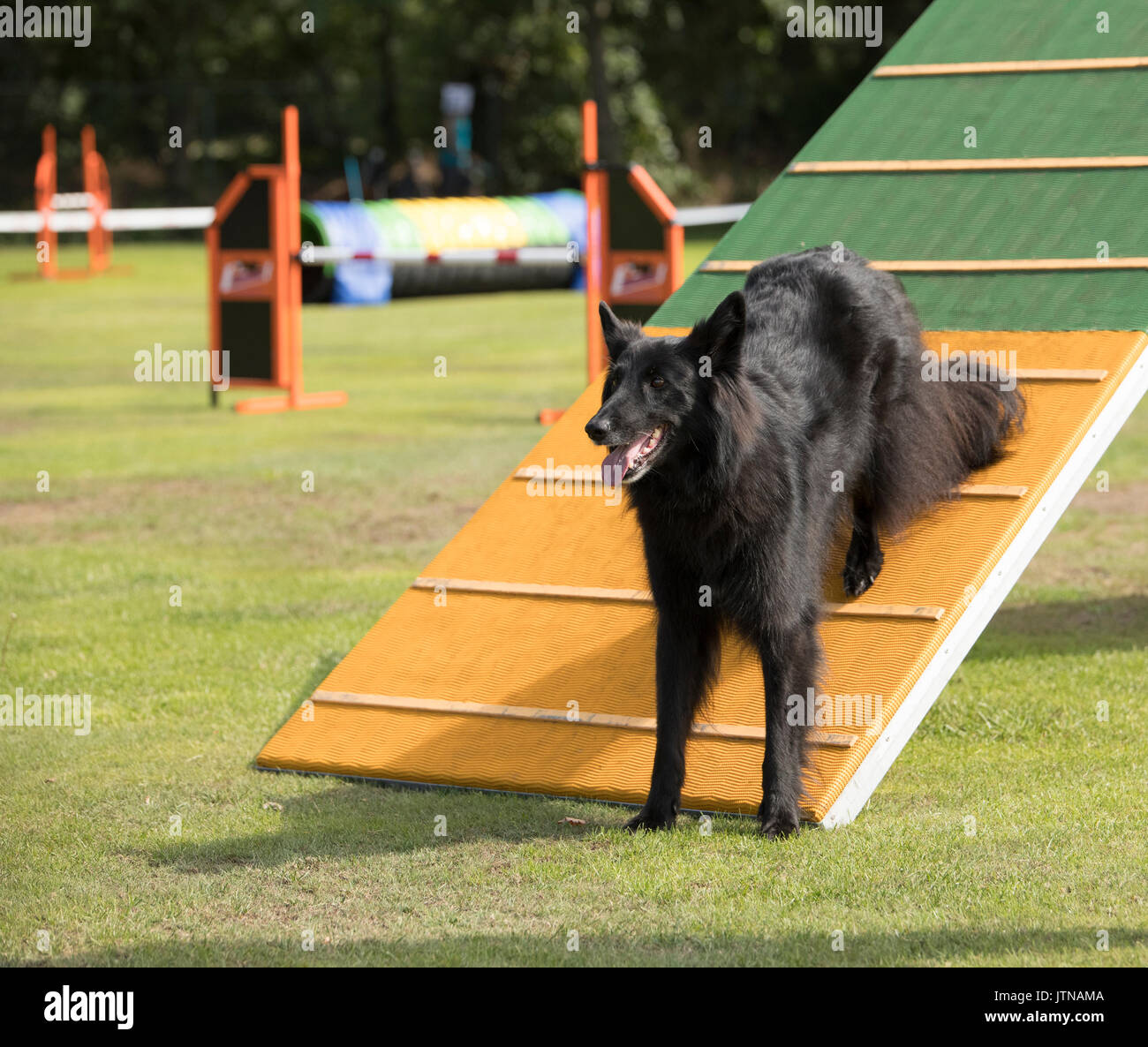 Hund, Belgischer Schäferhund Groenendael, Agility a-frame Stockfoto