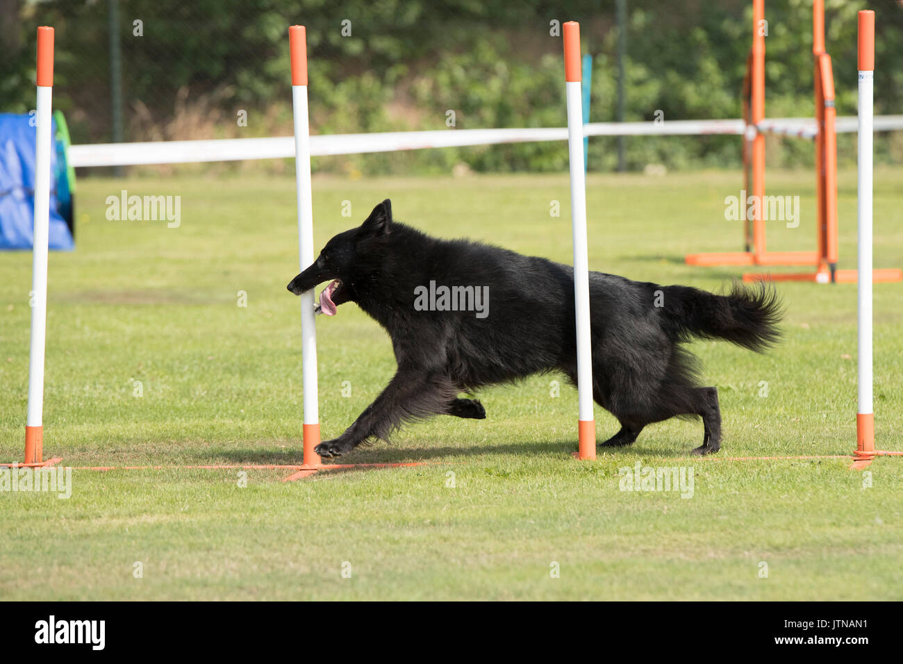 Hund, Belgischer Schäferhund Groenendael, Webart pole Agilität Stockfoto