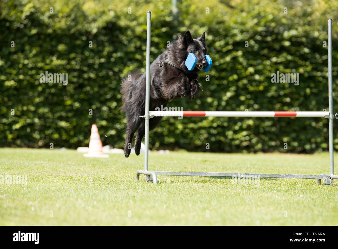Hund, Belgischer Schäferhund Groenendael, Gehorsam springen mit hantel Stockfoto