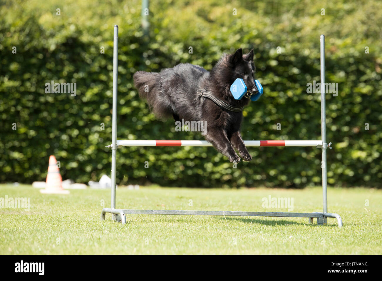 Hund, Belgischer Schäferhund Groenendael, gehorsam mit hantel Stockfoto