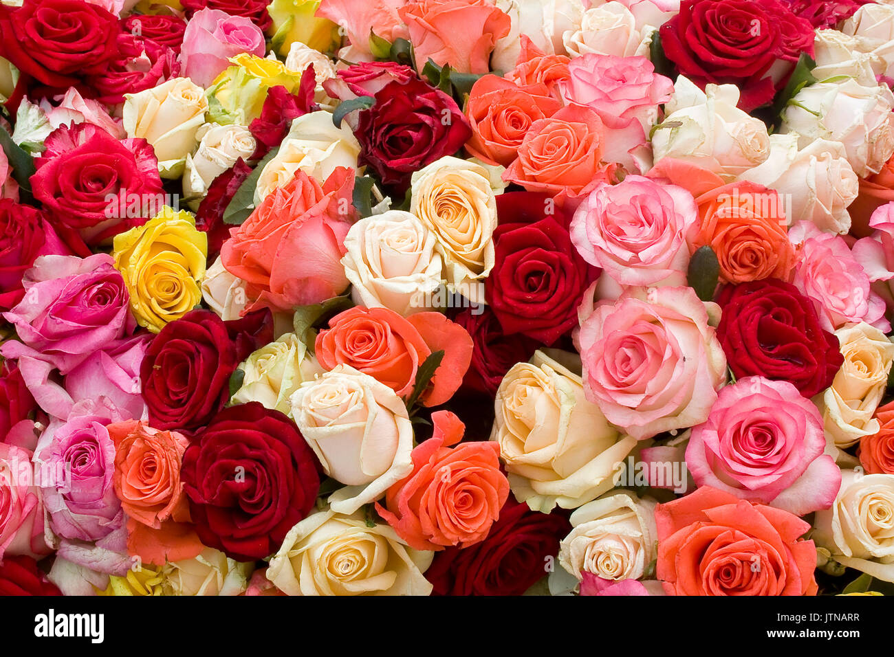 Bunte Rosen Hintergrund. Ein Bündel von bunten Rosen hautnah. Stockfoto