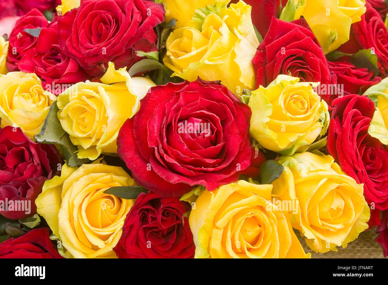 Bunte Rosen Hintergrund. Ein Paar rote und gelbe Rosen. Stockfoto