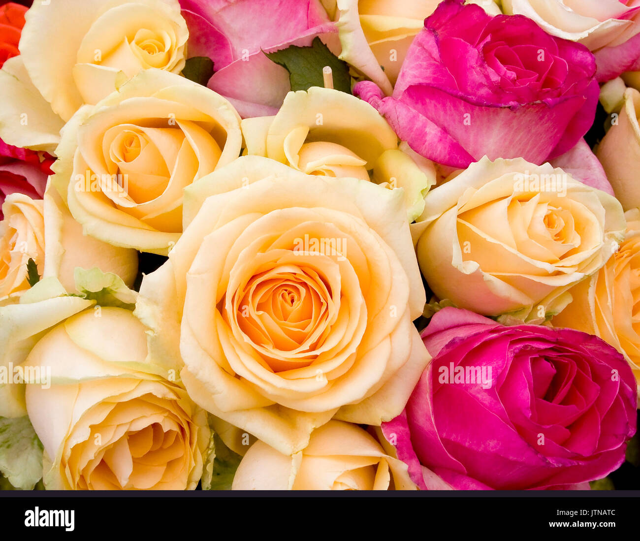 Bunte Rosen Hintergrund. Ein Strauß wunderschöner Rosen hautnah. Stockfoto