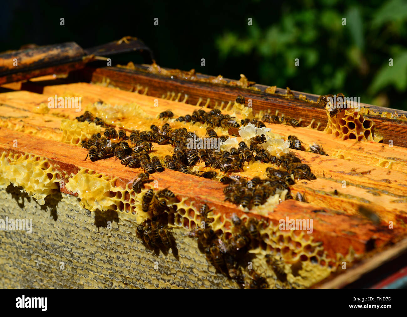 Die Honigbienen auf Wachs Waben, im Freien Stockfoto