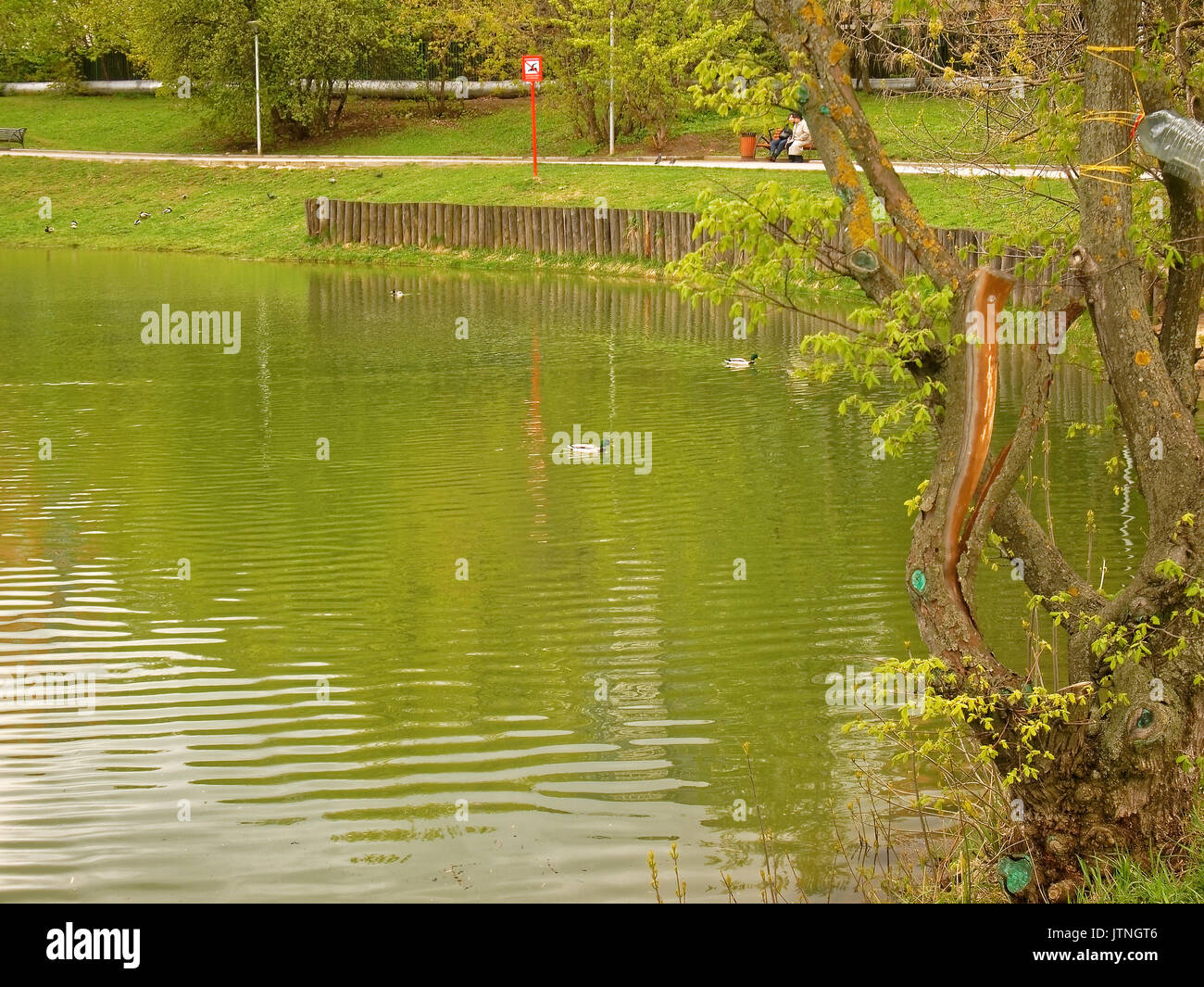 Der einsame Ente im Teich im Frühling Moskau, ulitsa Krawtschenko Stockfoto