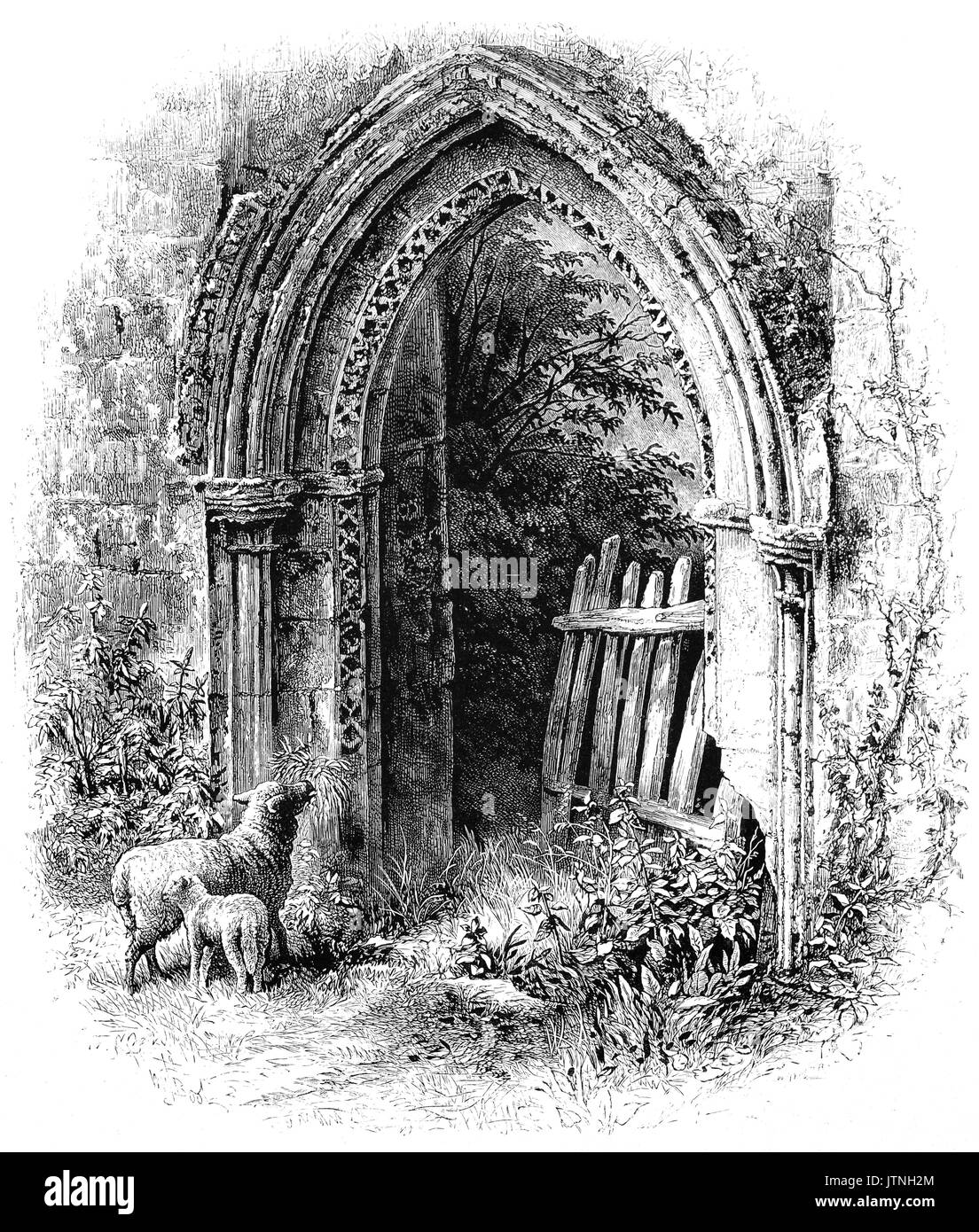 1870: Schafe neben einem Bröckelnden, aber schönen romanischen Bogen an Rievaulx Abbey ist eine ehemalige Zisterzienserabtei in Rievaulx, in der Nähe von Helmsley in die North York Moors National Park, North Yorkshire, England. Die 1132 eröffnete und der Abt von Rievaulx geleitet, Es war eine der wohlhabendsten Abteien in England, bis es von Heinrich VIII. von England im Jahre 1538 aufgelöst wurde. Stockfoto