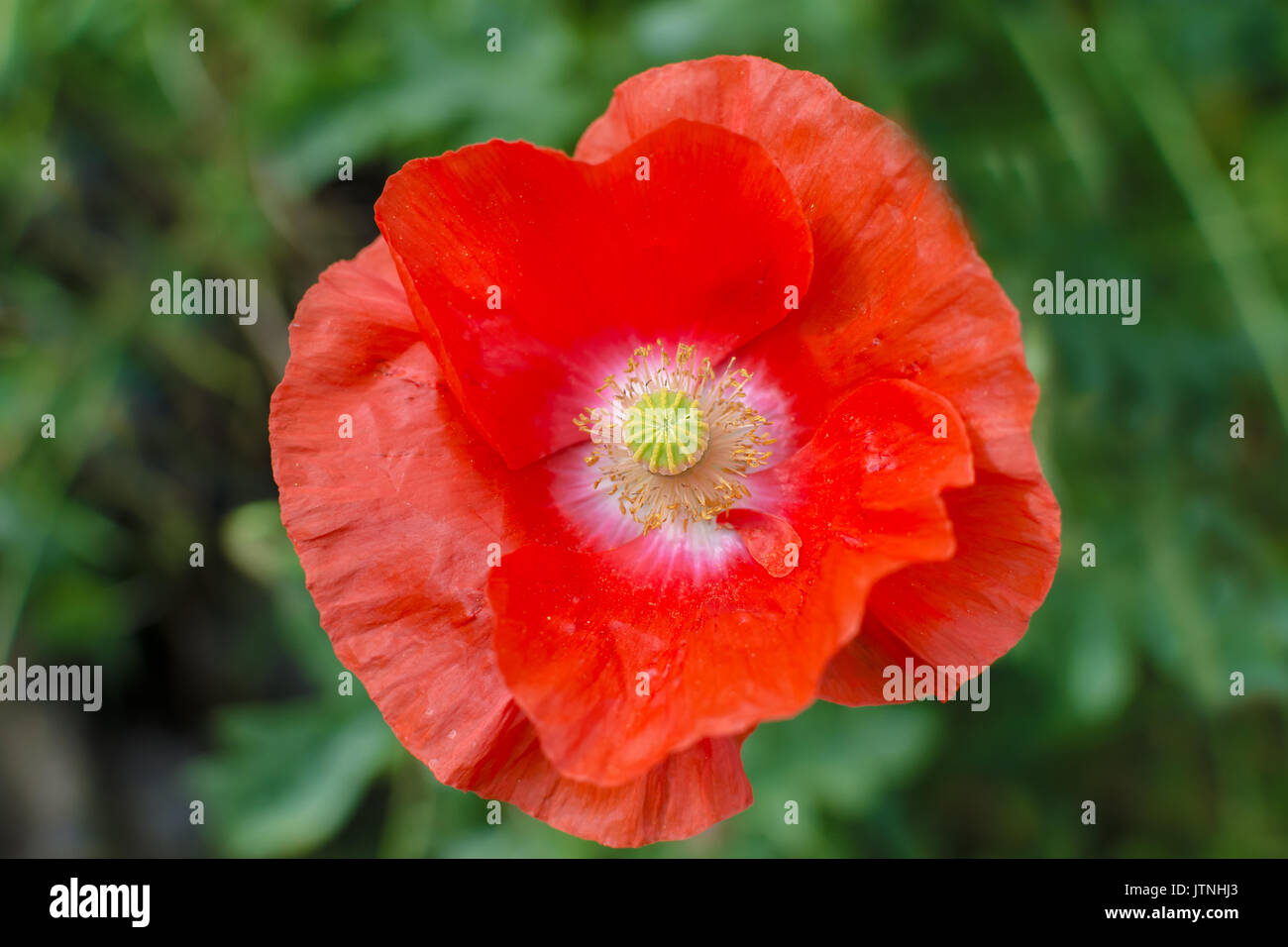 Poppy Flower Sommer in voller Blüte Stockfoto