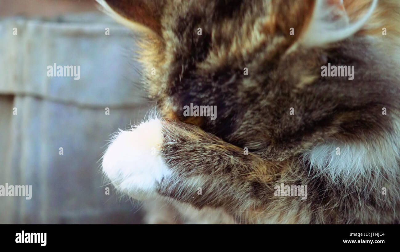 Süße kleine Katze wäscht sich Stockfoto