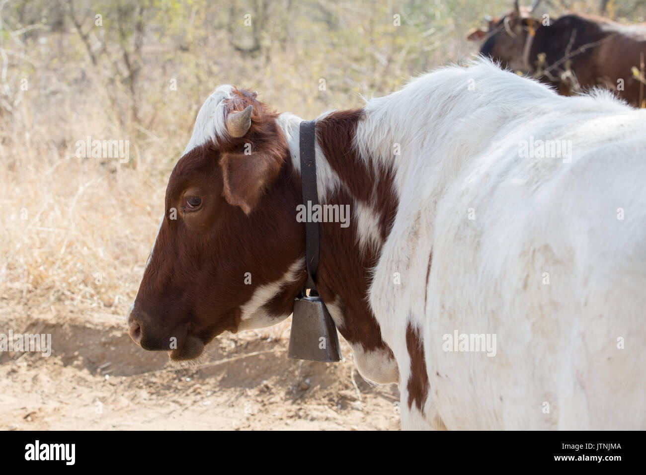 Porträt eines braunen und weissen Kuh mit einer Kuh Glocke in ländlichen Mumalanga Stockfoto
