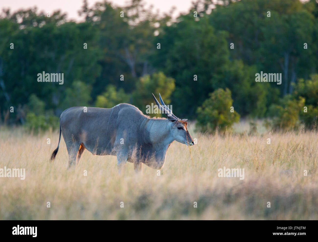 Gemeinsame elenantilope (taurotragus Oryx) Stier Fütterung auf ein offenes Grasland Stockfoto