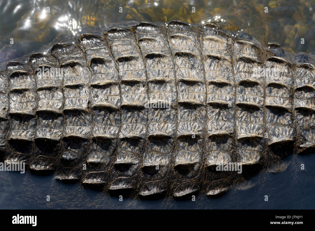 American alligator (Alligator mississippiensis) Waagen, Kirby Storter Roadside Park, Big Cypress National Preserve, Florida, USA Stockfoto