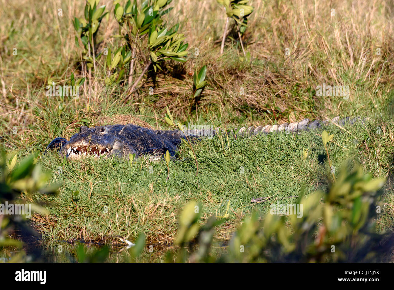 American alligator (Alligator mississippiensis) im Ten Thousand Islands National Wildlife Refuge - Marsh Trail, Florida, USA das Aalen Stockfoto