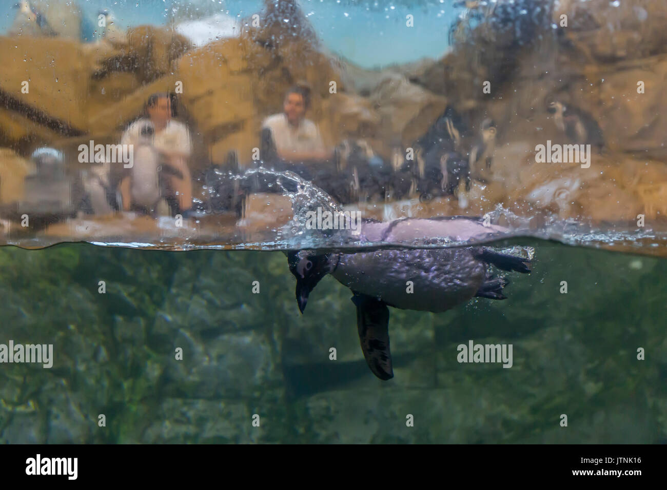 Pinguin, Aquarium der Americas, New Orleans, Louisiana Stockfoto