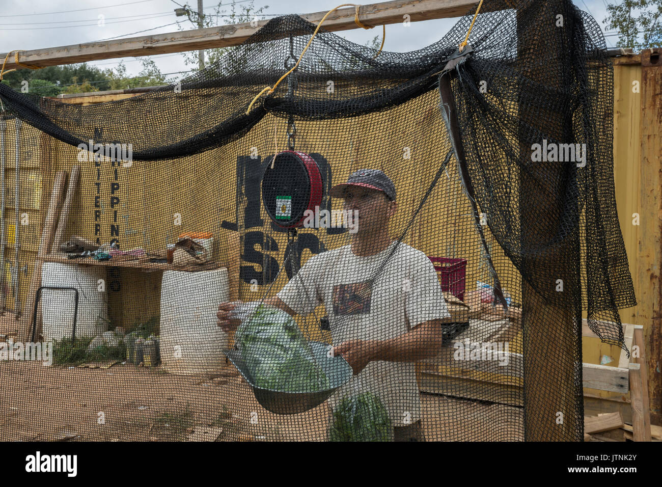 Aluma Farm, Atlanta, Georgia. Besitzer Andy Freeburg wiegt Einige produzieren. Er begann die Farm im letzten Jahr und verkauft an lokalen Restaurants. Stockfoto